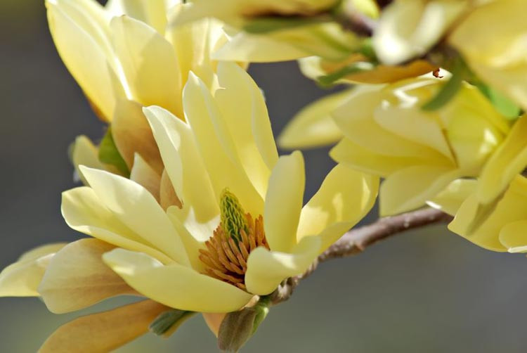 Magnolia 'Butterflies', Butterflies Magnolia, Yellow magnolia, Winter flowers, Spring flowers, yellow flowers, fragrant trees, fragrant flowers