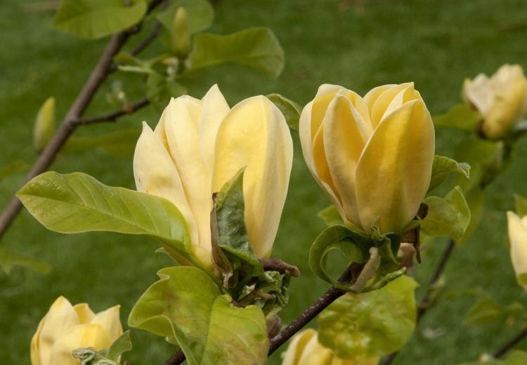 Magnolia Hot Flash, Hot Flash Magnolia, Yellow magnolia, Winter flowers, Spring flowers, Yellow flowers, fragrant trees, fragrant flowers