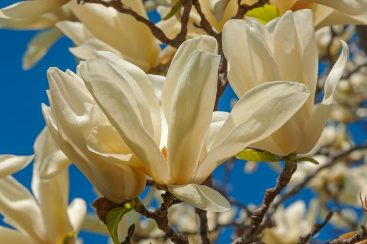 Magnolia 'Ivory Chalice', Early Blooming Magnolias, Deciduous Magnolias, White magnolia, Winter flowers, Spring flowers, White flowers, fragrant trees, fragrant flowers