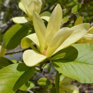 Magnolia 'Solar Flair, Solar Flair Magnolia, Yellow magnolia, Winter flowers, Spring flowers, Yellow flowers, fragrant trees, fragrant flowers