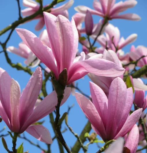 Magnolia 'Spectrum', Spectrum Magnolia, Pink magnolia, Winter flowers, Spring flowers, Pink flowers, fragrant trees, fragrant flowers