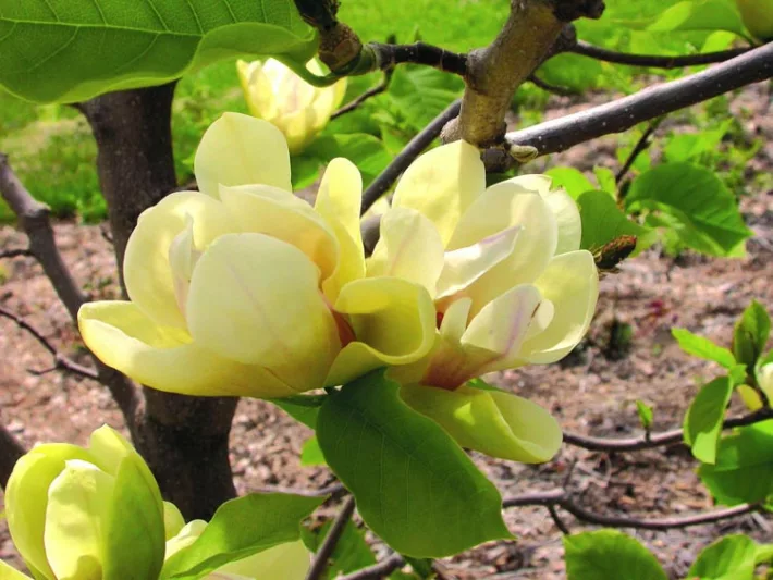 Magnolia Sunsation, Sunsation Magnolia, Yellow magnolia, Winter flowers, Spring flowers, Yellow flowers, fragrant trees, fragrant flowers