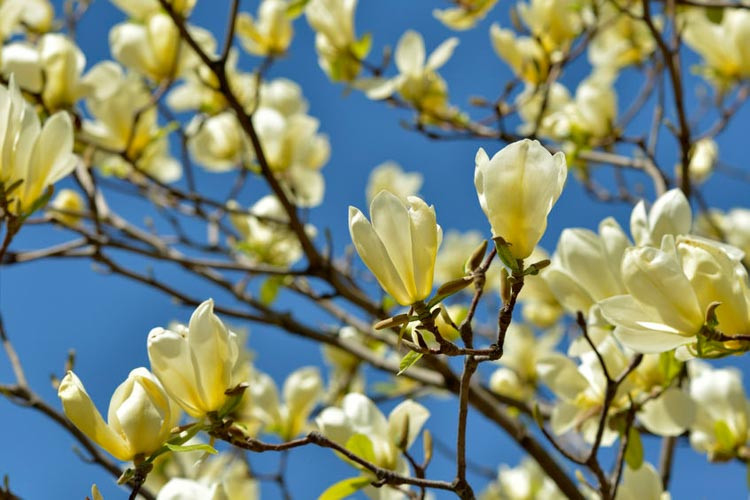 Magnolia 'Yellow Bird', Yellow Bird Magnolia, Yellow magnolia, Winter flowers, Spring flowers, yellow flowers, fragrant trees, fragrant flowers, Magnolia × brooklynensis 'Yellow Bird'