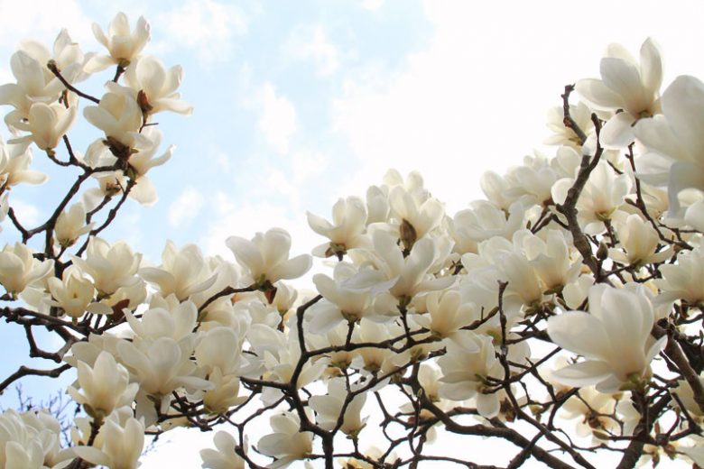 Magnolia denudata (Yulan Magnolia)