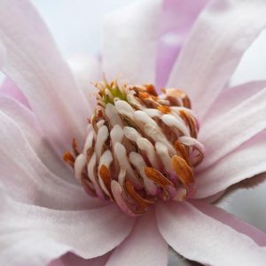 Magnolia × loebneri 'Leonard Messel',Magnolia 'Leonard Messel',Saucer Magnolia, Pink magnolia, Winter flowers, Spring flowers, Pink flowers, fragrant trees, fragrant flowers