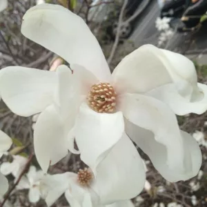 Magnolia × loebneri 'Merrill',Magnolia 'Merrill',Saucer Magnolia, White magnolia, Winter flowers, Spring flowers, White flowers, fragrant trees, fragrant flowers