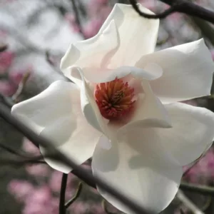 Magnolia salicifolia, Anise Magnolia, Willow-Leaved Magnolia, Willow-Leaf Magnolia, White magnolia, Winter flowers, Spring flowers, White flowers, fragrant trees, fragrant flowers