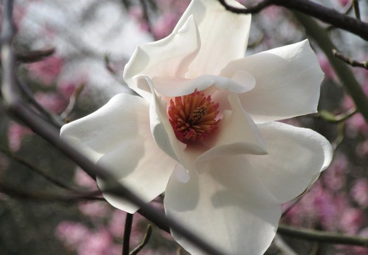Magnolia salicifolia, Anise Magnolia, Willow-Leaved Magnolia, Willow-Leaf Magnolia, White magnolia, Winter flowers, Spring flowers, White flowers, fragrant trees, fragrant flowers