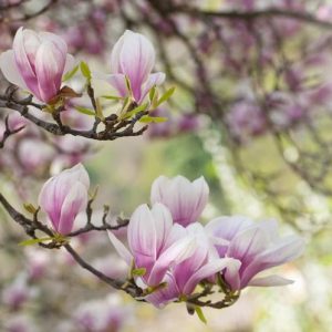 Magnolia × soulangeana, Saucer Magnolia, Chinese Magnolia, Tulip Magnolia, White magnolia, Pink magnolia, Winter flowers, Spring flowers, White flowers, Pink flowers, fragrant trees, fragrant flowers