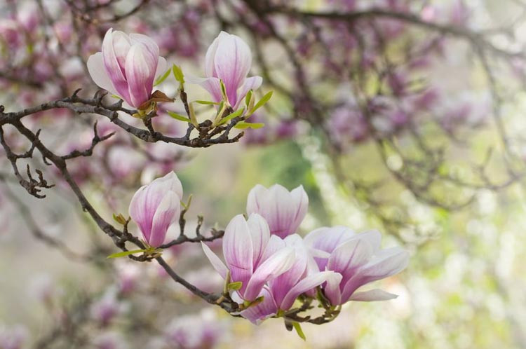 Magnolia × soulangeana, Saucer Magnolia, Chinese Magnolia, Tulip Magnolia, White magnolia, Pink magnolia, Winter flowers, Spring flowers, White flowers, Pink flowers, fragrant trees, fragrant flowers