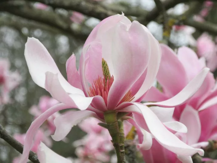 Magnolia sprengeri var. diva 'Diva', Diva Magnolia, Sprenger's Magnolia 'Diva', Pink magnolia, Winter flowers, Spring flowers, Pink flowers, fragrant trees, fragrant flowers