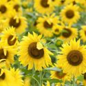 Sunflower Types, Annual Sunflowers, Perennial Sunflowers, Helianthus annuus, Helianthus salicifolius, Helianthus maximiliani, Helianthus occidentalis