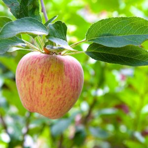 Malus domestica 'Gravenstein', Apple 'Gravenstein', Gravenstein Apple, Malus 'Gravenstein', Red Apple, White flowers,