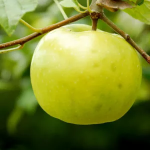 Malus domestica 'Lodi', Apple 'Lodi', Lodi Apple, Malus 'Lodi', Yellow Apple, White flowers,