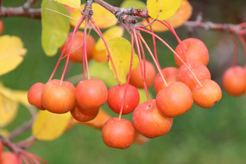 Malus × zumi 'Professor Sprenger' (Crabapple)