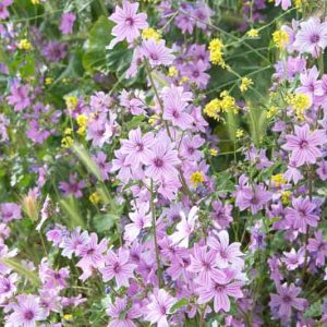 Malva sylvestris, Common Mallow, Cheese Cakes, Cheese Flower, Cheeses, High Mallow, Hock, Hock Herb, Marsh Mallow, Mauls, Maws, Round Dock, Tall Mallow