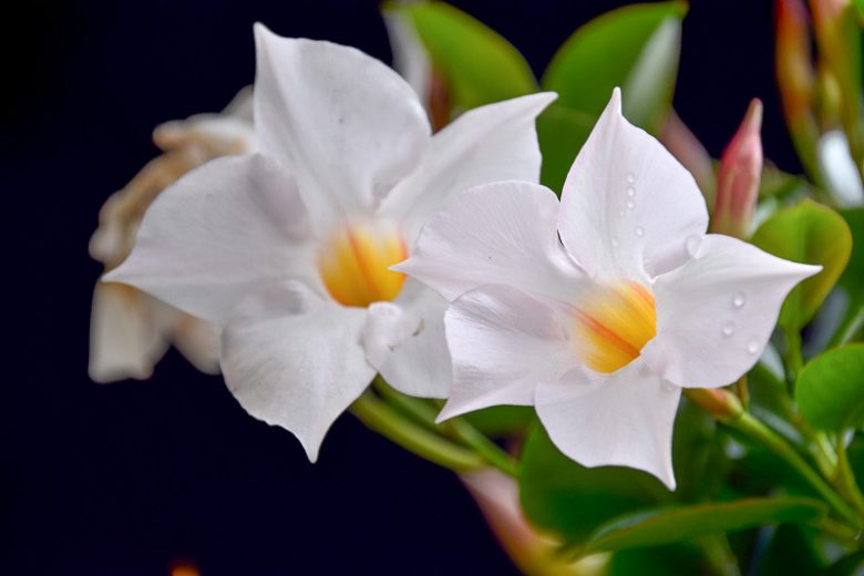 Mandevilla boliviensis, White Dipladenia, White Mandevilla, Evergreen Shrub, White Flowers