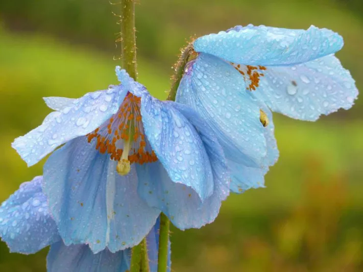 Meconopsis Baileyi, Himalayan Blue Poppy, Meconopsis betonicifolia, blue flower