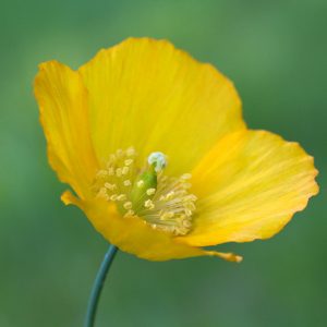 Meconopsis cambrica , Welsh Poppy, Papaver cambricum, Yellow flowers, Perennial Poppy, Yellow Poppy