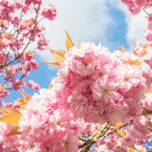 Japanese Flowering Cherries, Flowering Cherries, Blooming season Flowering Cherries, Sakura, Fragrant Cherry Blossom,  Higan cherry,Yoshino Cherry, Fuji cherry