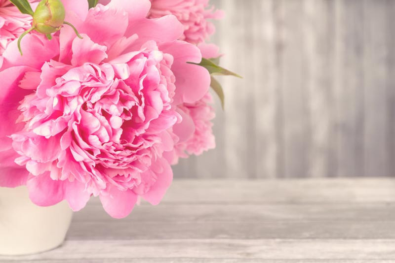 Bloom Peonies season, Early Midseason Peonies, Midseason Peonies, Late Peonies, Peonies Bloom Times