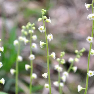 Mitella diphylla, Bishop's Cap, Twoleaf Miterwort, Miterwort, Mitella oppositifolia, Shade Perennial