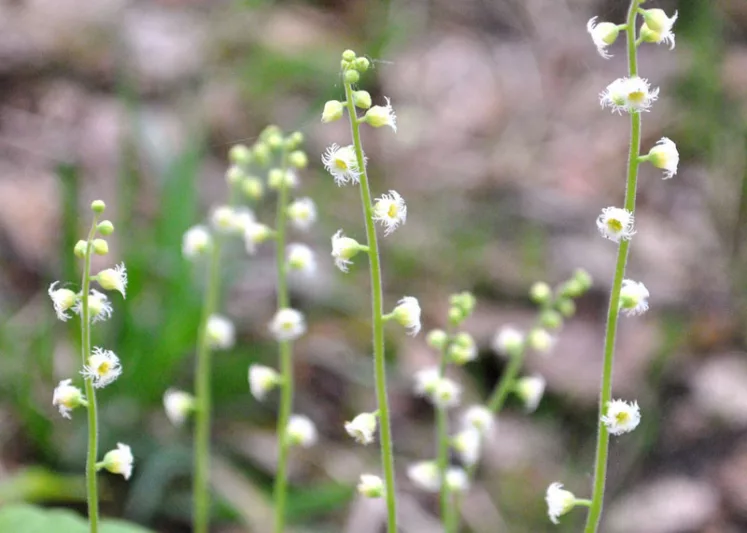 Mitella diphylla, Bishop's Cap, Twoleaf Miterwort, Miterwort, Mitella oppositifolia, Shade Perennial