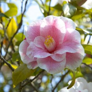 Most Fragrant Camellias, Fragrant Camellias, Camellia Lutchuensis, Camellia hybrids,