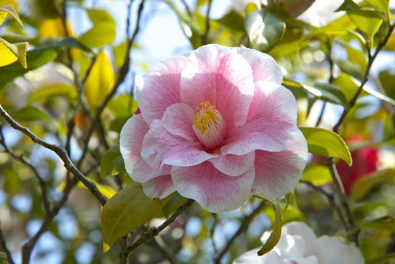 Most Fragrant Camellias for your Garden