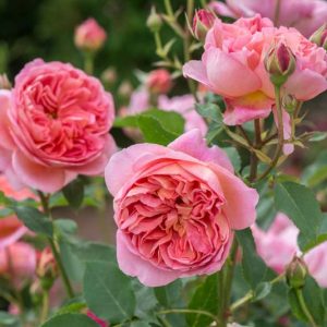 Best David Austin Roses, David Austin Fragrant Roses, Great Fragrant Roses, Top Fragrant Roses, Best Fragrant Roses, Fragrant Roses for Cutting, Fragrant Roses for Bouquets
