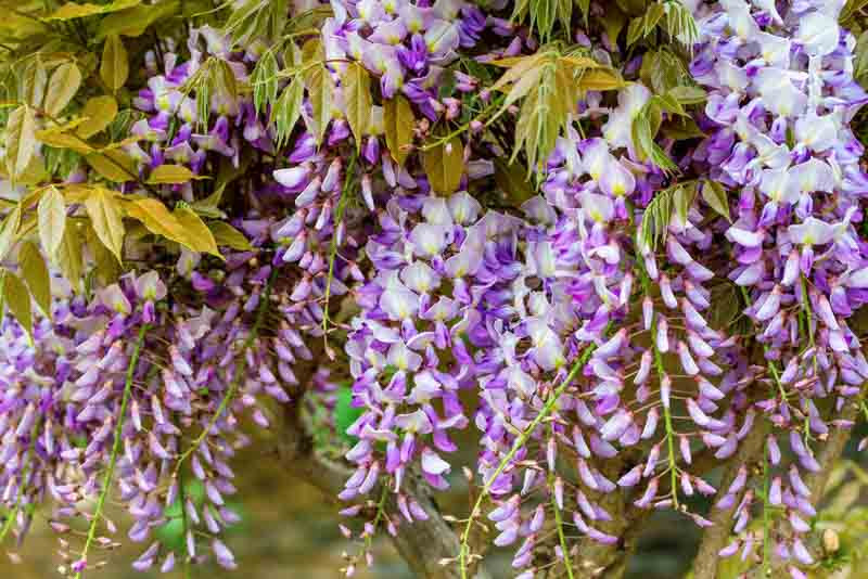 Most Fragrant Wisteria For your Garden