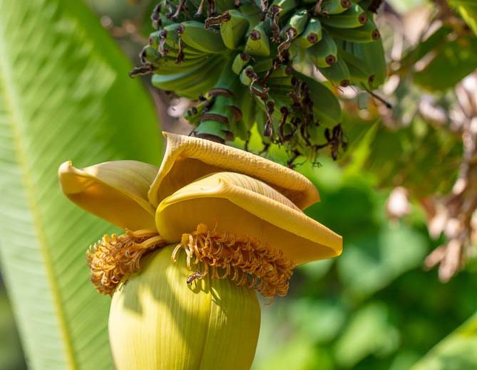 Musa basjoo, Japanese Banana, Japanese Fiber Banana, Hardy Banana, Banana, Tropical Tree, Tropical Shrub