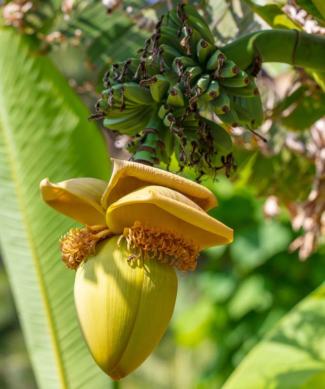 Musa Basjoo Banana Tree Seeds edu.svet.gob.gt