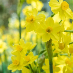 Narcissus Baby Boomer, Daffodil 'Baby Boomer', Jonquil 'Baby Boomer', Jonquil Daffodils, Jonquilla Daffodils, Spring Bulbs, Spring Flowers, spring flowering bulbs