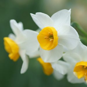 Narcissus Canaliculatus, Daffodil Canaliculatus, Tazetta Daffodil 'Canaliculatus', Spring Bulbs, Spring Flowers, Tazetta daffodils, Miniature daffodils, Daffodils for indoor forcing,Narcissus, fragrant daffodil