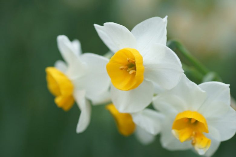 Narcissus Canaliculatus, Daffodil Canaliculatus, Tazetta Daffodil 'Canaliculatus', Spring Bulbs, Spring Flowers, Tazetta daffodils, Miniature daffodils, Daffodils for indoor forcing,Narcissus, fragrant daffodil