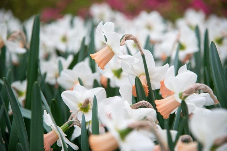 Narcissus 'Cotinga', Daffodil 'Cotinga', Cyclamineus Daffodil 'Cotinga', Narcissus 'Kotinka', Miniature Daffodil, Spring Bulbs, Spring Flowers, Cotinga Miniature daffodil, Cyclamineus daffodil