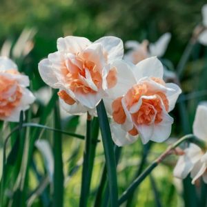 Narcissus Delnashaugh, Daffodil Delnashaugh, Daffodil Delnashaugh, Double Daffodil Delnashaugh, Double Narcissus Delnashaugh, Spring Bulbs, Spring Flowers, double narcissi, fragrant daffodils