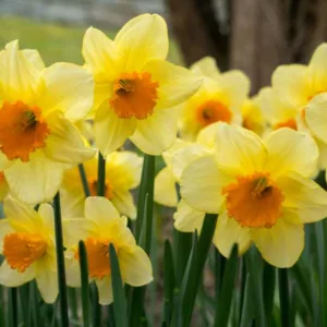 Narcissus Fortune,Daffodil Fortune, Large-Cupped Daffodil Fortune, Large-Cupped Daffodils, Spring Bulbs, Spring Flowers, Narcisse Flower Record, Large-cupped Daffodil, Narcisse grande couronne, early spring daffodil, mid spring daffodil