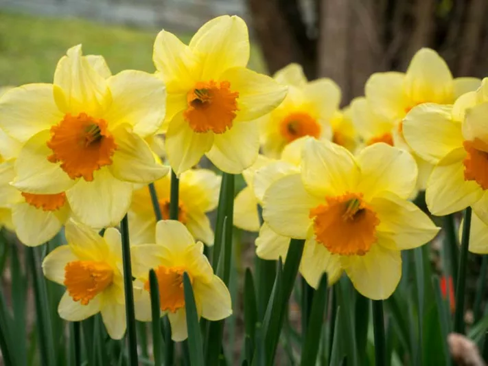 Narcissus Fortune,Daffodil Fortune, Large-Cupped Daffodil Fortune, Large-Cupped Daffodils, Spring Bulbs, Spring Flowers, Narcisse Flower Record, Large-cupped Daffodil, Narcisse grande couronne, early spring daffodil, mid spring daffodil