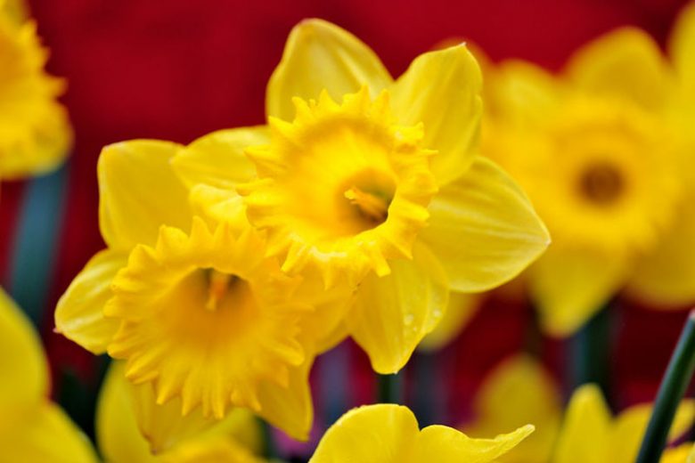 Narcissus Gigantic Star, Daffodil 'Gigantic Star', Large-Cupped Daffodil 'Gigantic Star', Large-Cupped Daffodils, Spring Bulbs, Spring Flowers, Narcisse Gigantic Star, Large-cupped Daffodil, Narcisse grande couronne, early spring daffodil, mid spring daffodil