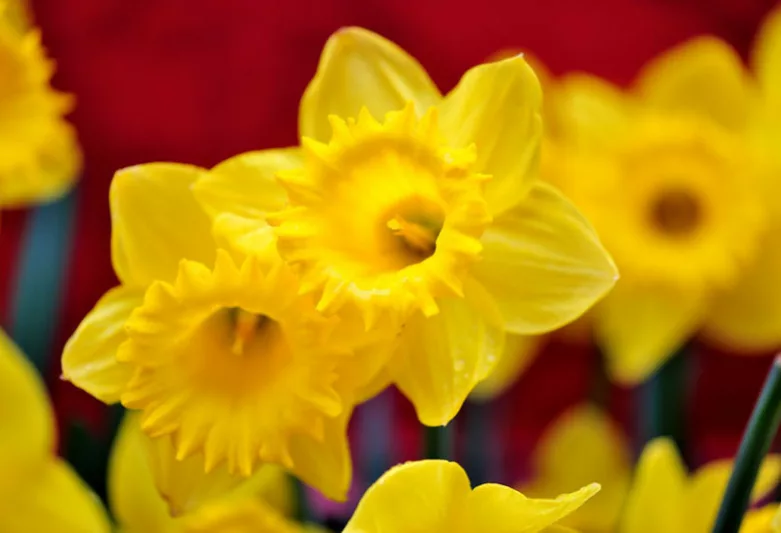 Narcissus Gigantic Star, Daffodil 'Gigantic Star', Large-Cupped Daffodil 'Gigantic Star', Large-Cupped Daffodils, Spring Bulbs, Spring Flowers, Narcisse Gigantic Star, Large-cupped Daffodil, Narcisse grande couronne, early spring daffodil, mid spring daffodil