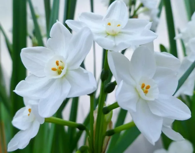 Narcissus Inbal,Daffodil Inbal, Paperwhite Inbal, Spring Bulbs, Spring Flowers, fragrant daffodil, daffodil for indoor forcing, white Daffodils