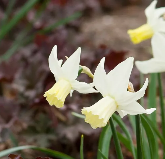 Narcissus 'Jenny', Daffodil 'Jenny', Cyclamineus Daffodil 'Jenny', Miniature Daffodils, Spring Bulbs, Spring Flowers, Jenny, Miniature daffodil, Cyclamineus daffodil