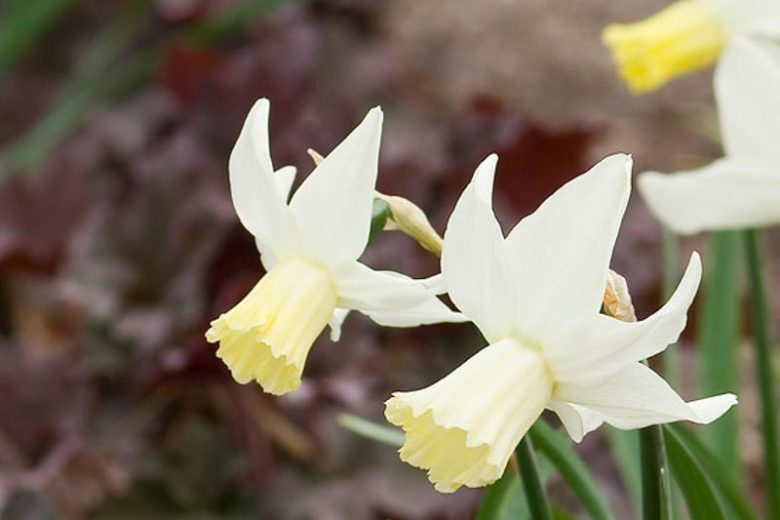 Narcissus 'Jenny', Daffodil 'Jenny', Cyclamineus Daffodil 'Jenny', Miniature Daffodils, Spring Bulbs, Spring Flowers, Jenny, Miniature daffodil, Cyclamineus daffodil