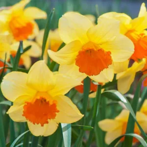 Narcissus Orange Progress,Daffodil Orange Progress, Large-Cupped Daffodil Orange Progress, Large-Cupped Daffodils, Spring Bulbs, Spring Flowers, Narcisse Orange Progress, Large-cupped Daffodil, early spring daffodil, mid spring daffodil