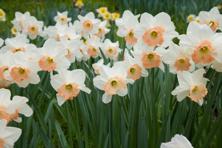 Narcissus Pink Pride, Daffodil 'Pink Pride', Large-Cupped Daffodil 'Pink Pride', Large-Cupped Daffodils, Spring Bulbs, Spring Flowers, Narcisse Pink Pride, Large-cupped Daffodil, Narcisse grande couronne, early spring daffodil, mid spring