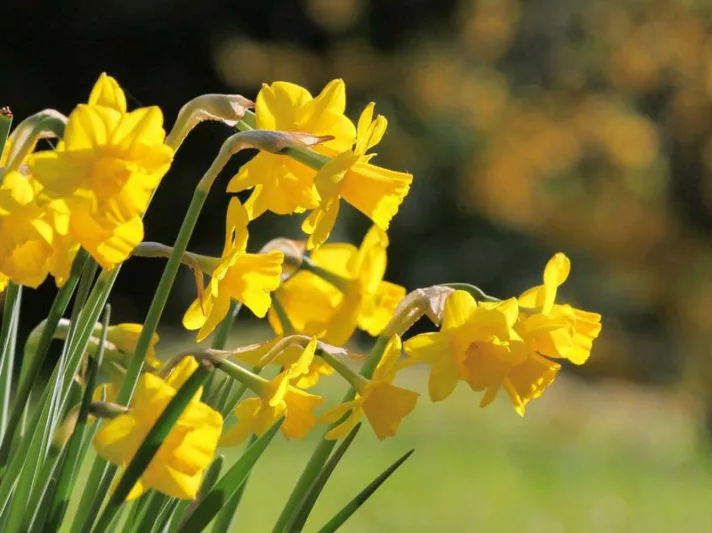 Narcissus Quail, Daffodil 'Quail', Jonquil 'Quail', Jonquil Daffodils, Jonquilla Daffodils, Spring Bulbs, Spring Flowers, spring flowering bulbs, Yellow Daffodils