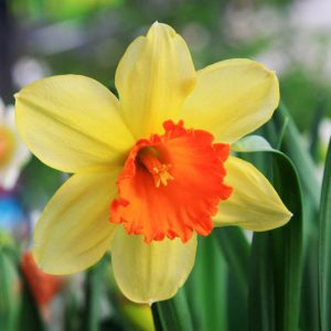 Narcissus Red Ranger,Daffodil Red Ranger, Large-Cupped Daffodil Red Ranger, Large-Cupped Daffodils, Spring Bulbs, Spring Flowers, Narcisse Red Ranger, Large-cupped Daffodil, late spring daffodil, mid spring daffodil