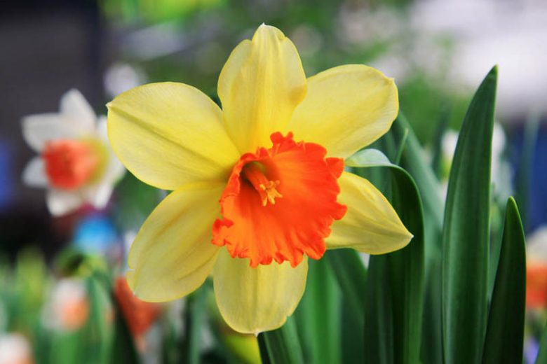 Narcissus Red Ranger,Daffodil Red Ranger, Large-Cupped Daffodil Red Ranger, Large-Cupped Daffodils, Spring Bulbs, Spring Flowers, Narcisse Red Ranger, Large-cupped Daffodil, late spring daffodil, mid spring daffodil